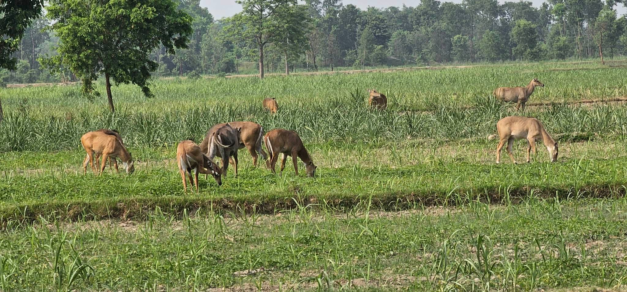 रौतहट र सर्लाहीमा बाली नोक्सान पार्दै नीलगाई